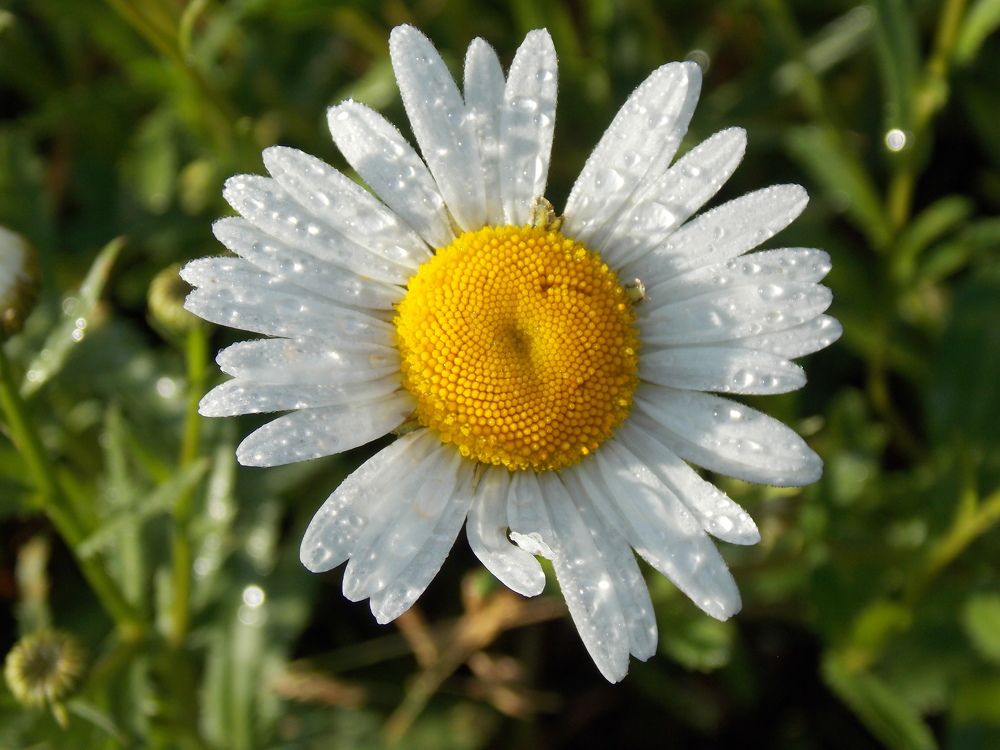 Photograph by Елена