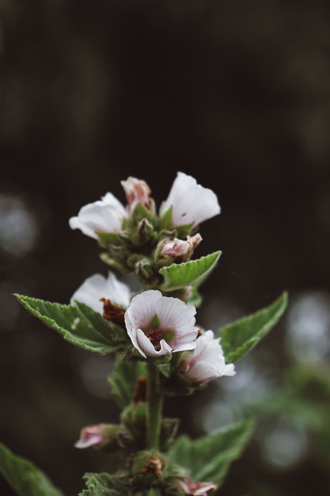 Фотография автора Юлия Гантимурова