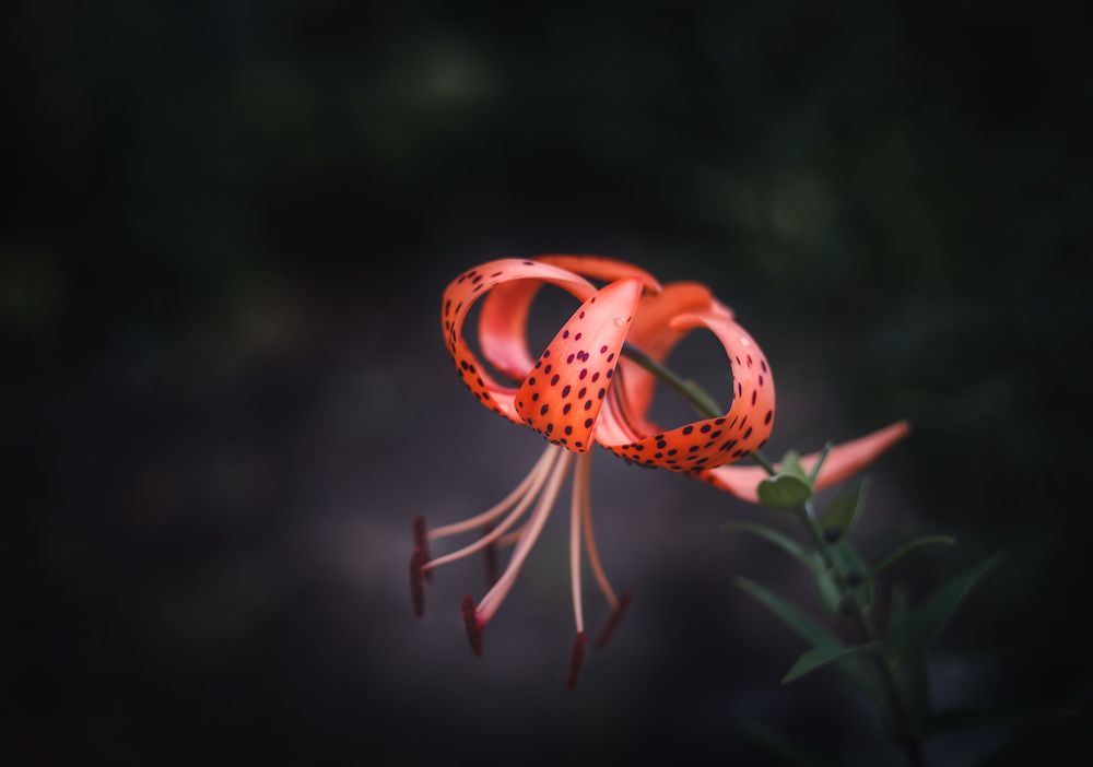 Лилия тигровая