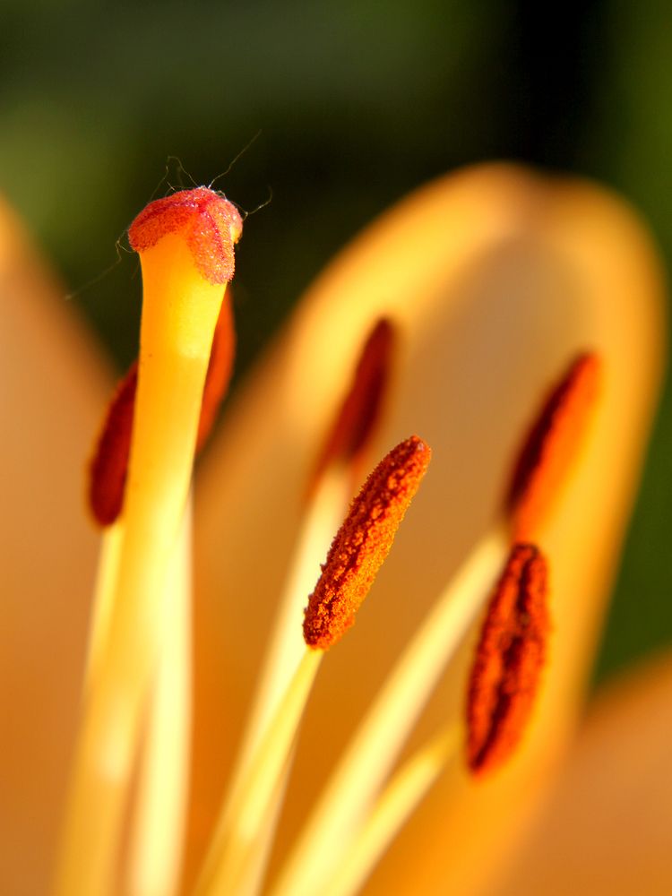 Photograph by Алексей Коношонкин