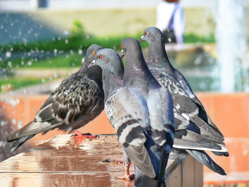 Фотография автора Анатолий Борисов