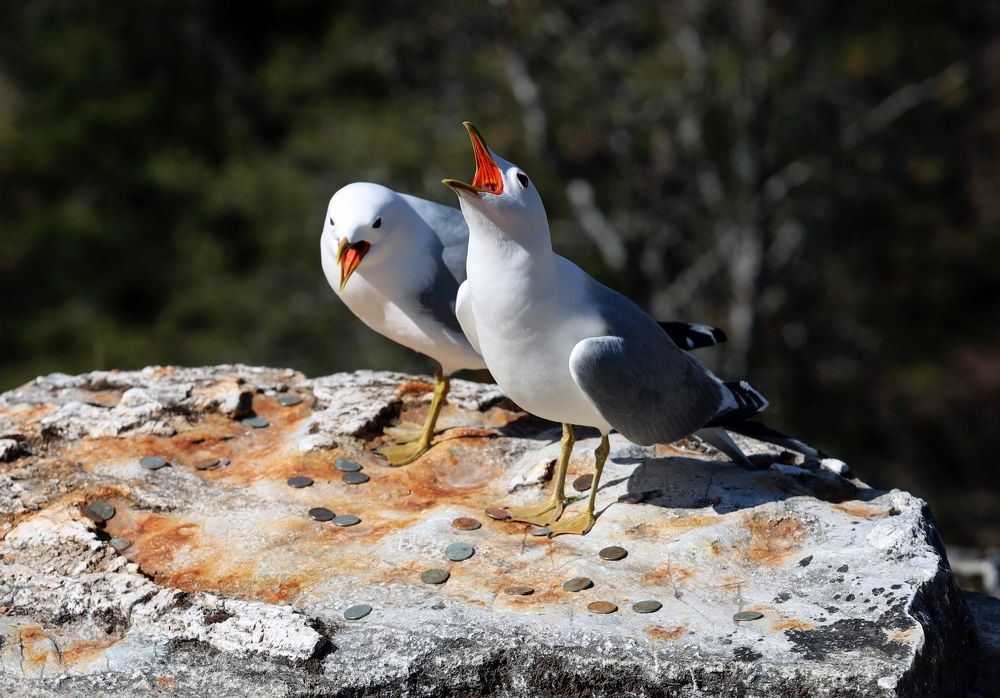 Фотография автора Ирина Муравьева