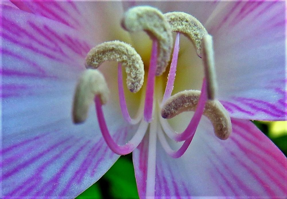 Macro lilly