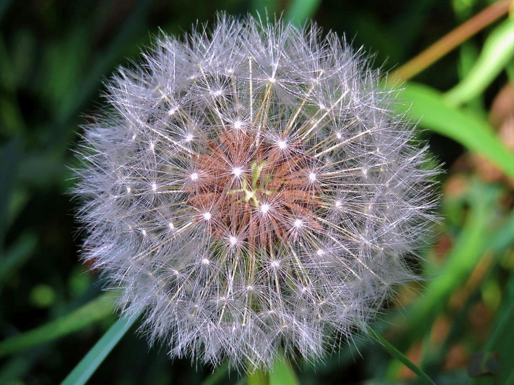 Macro dandelion