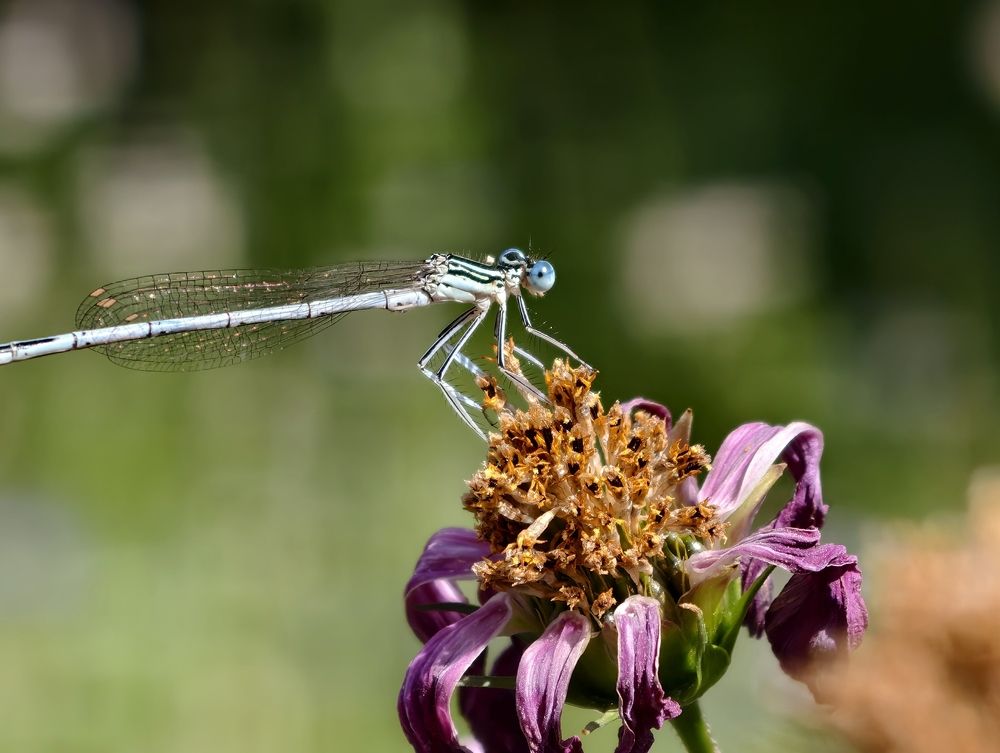 Photograph by Kate Maximenko