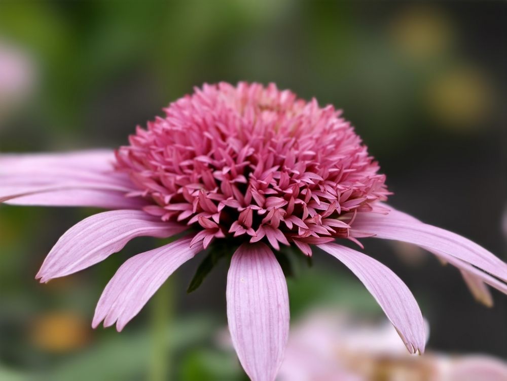 Photograph by Kate Maximenko