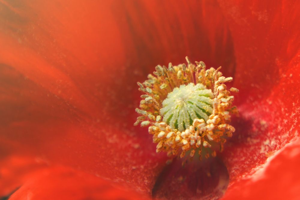 Photograph by Sayan Banerjee