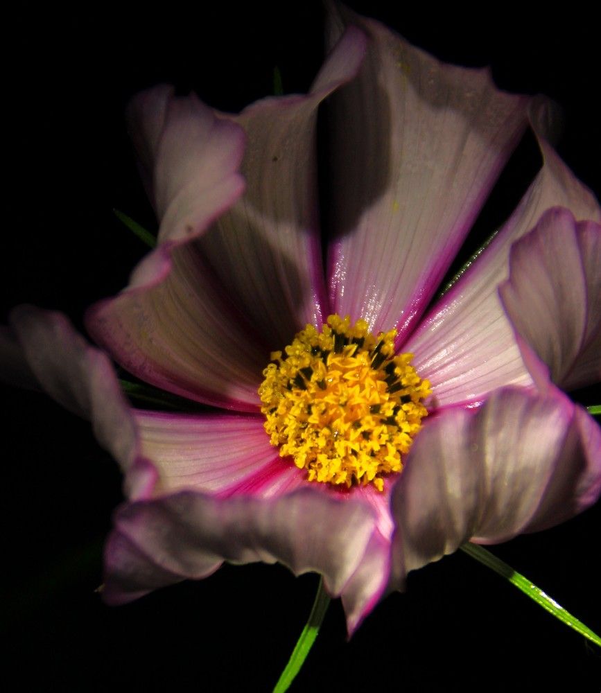 Фотография автора Светлана Терехова