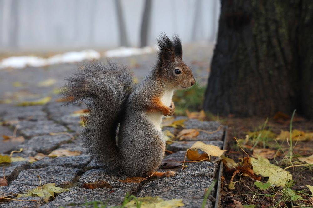 Фотография автора Колосова Елена