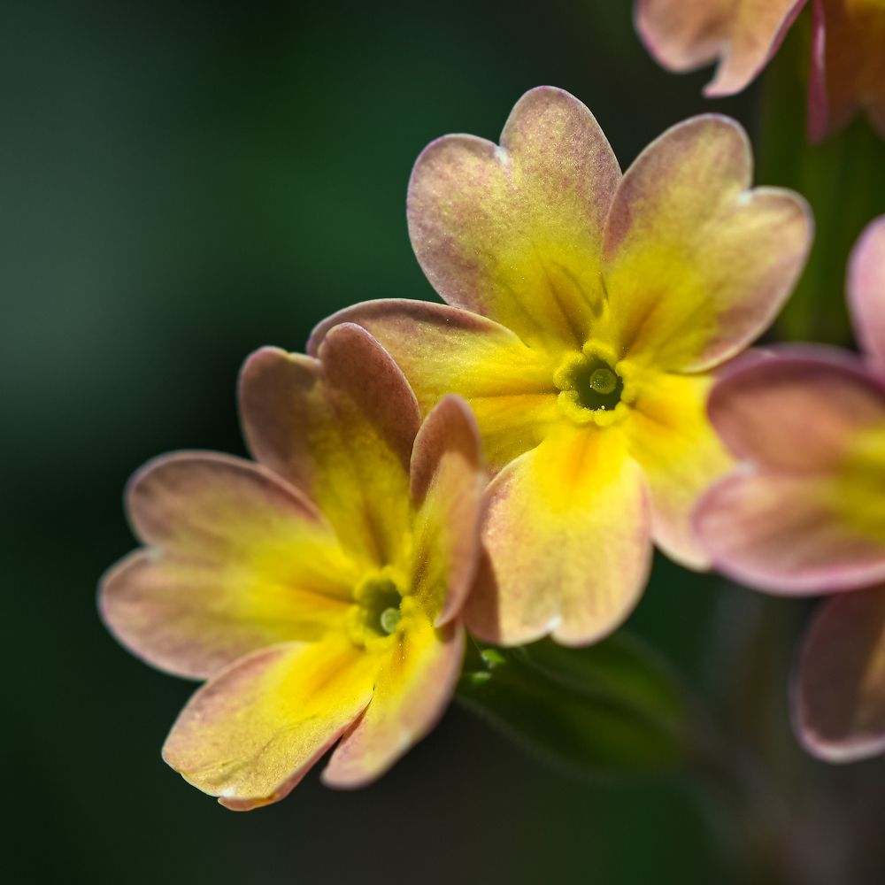 Фотография автора Владимир Пронин