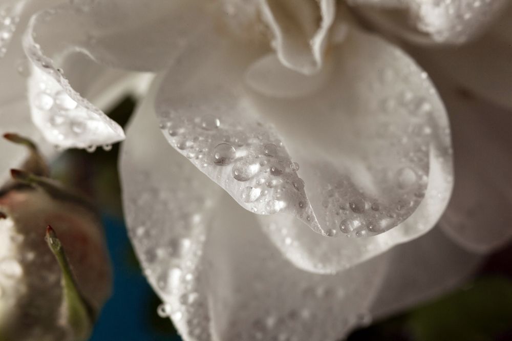 Photograph by Сагдиева Эльвира