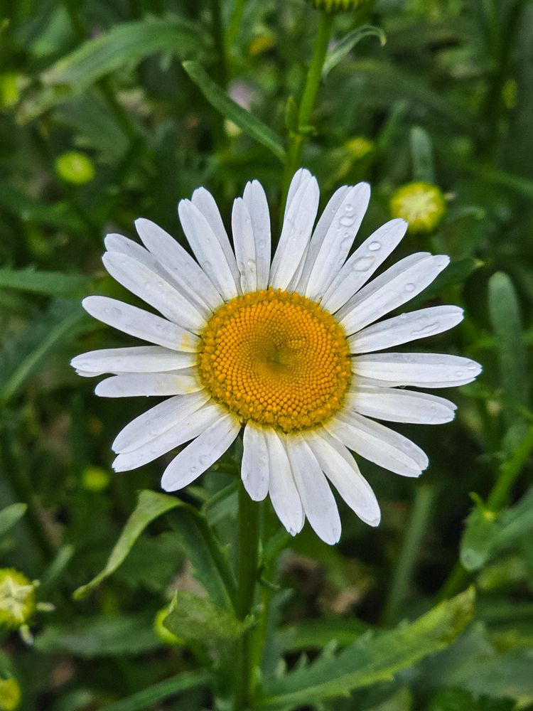 Photograph by Елена Ромашкина