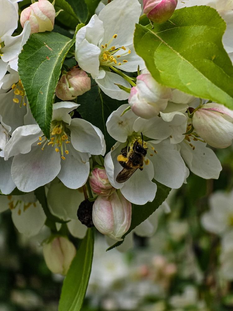 Photograph by Елена Ромашкина