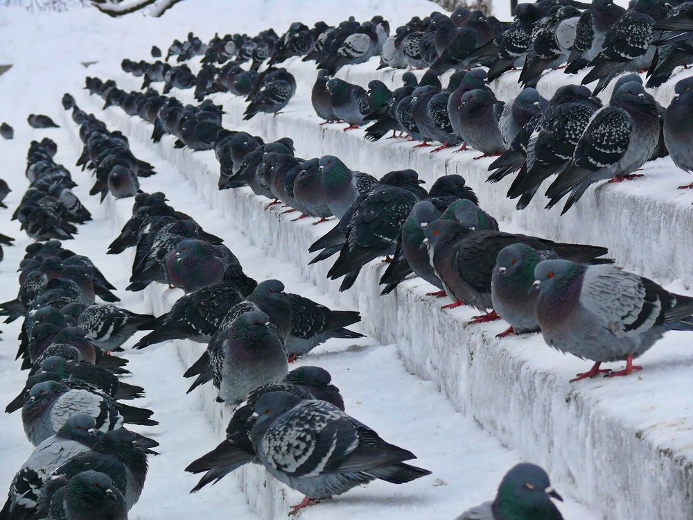 Городские посиделки.