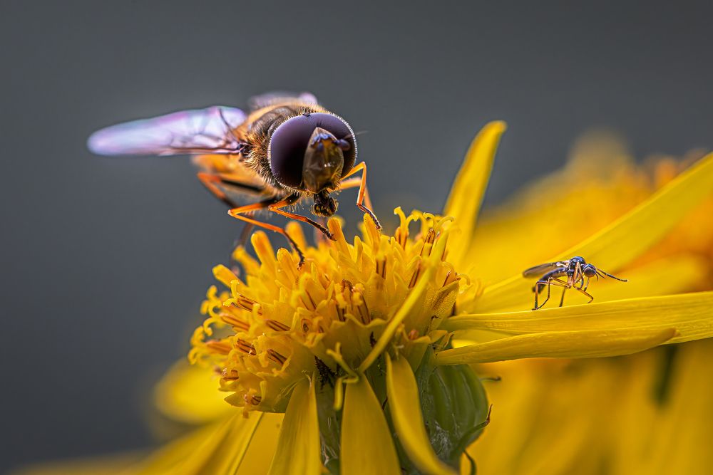 Фотография автора Paolo Barbarini