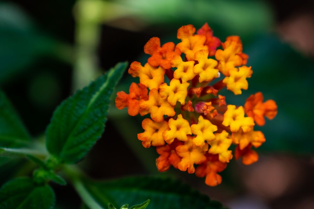 Фотография автора Jose Marcos Carvajal Tarazona