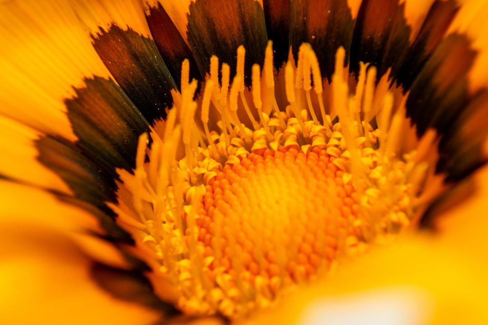 Фотография автора Jose Marcos Carvajal Tarazona