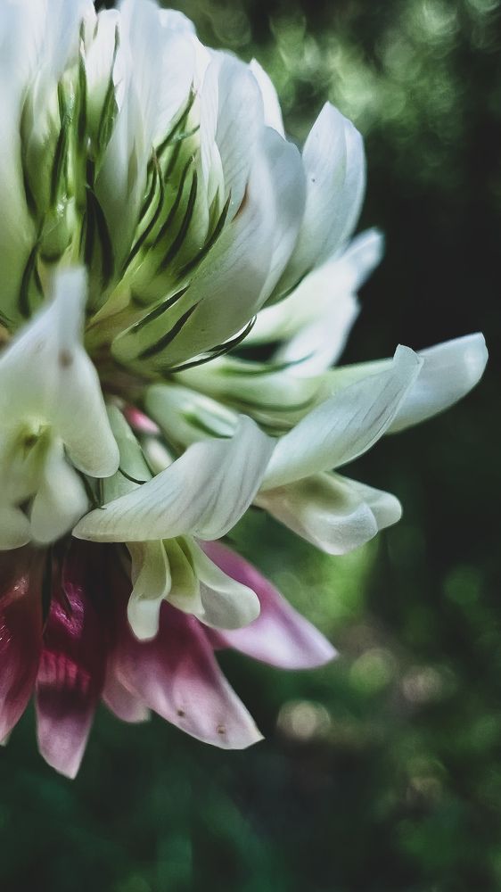 Photograph by Алена Жирова