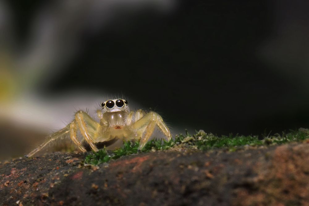 Photograph by Sayan Banerjee