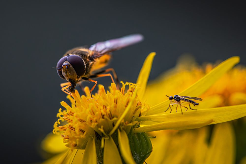 Фотография автора Paolo Barbarini