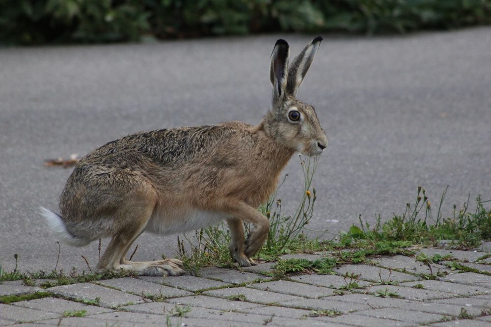 Фотография автора Адия Кочубей