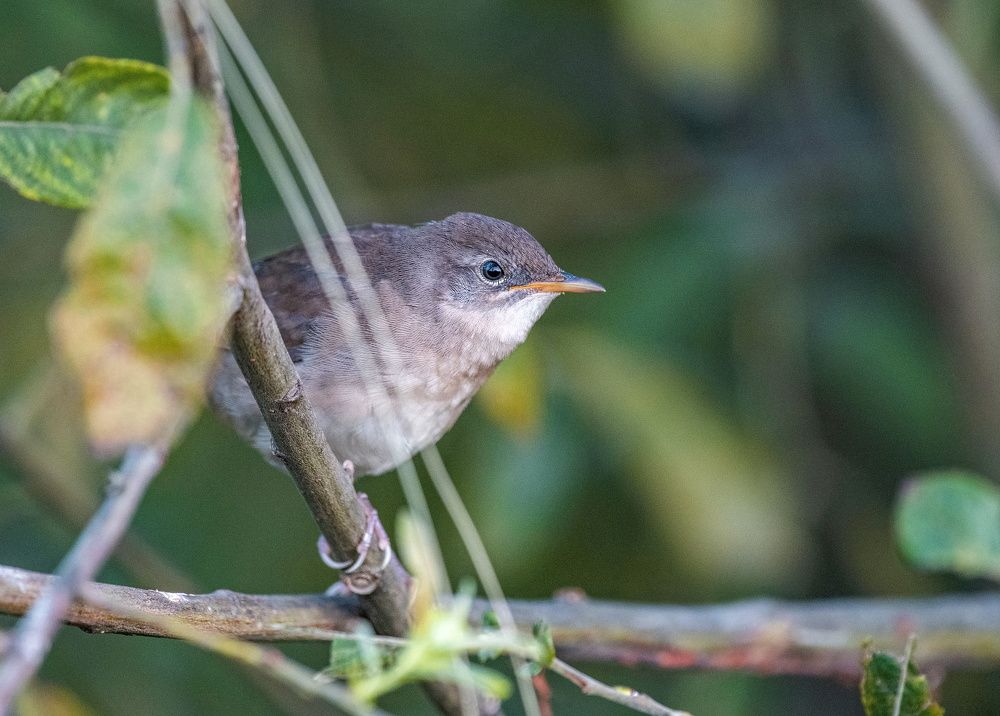 Соловьиный сверчок