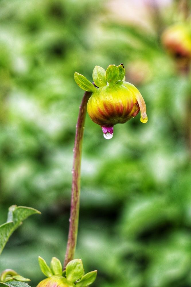 Фотография автора ida amini