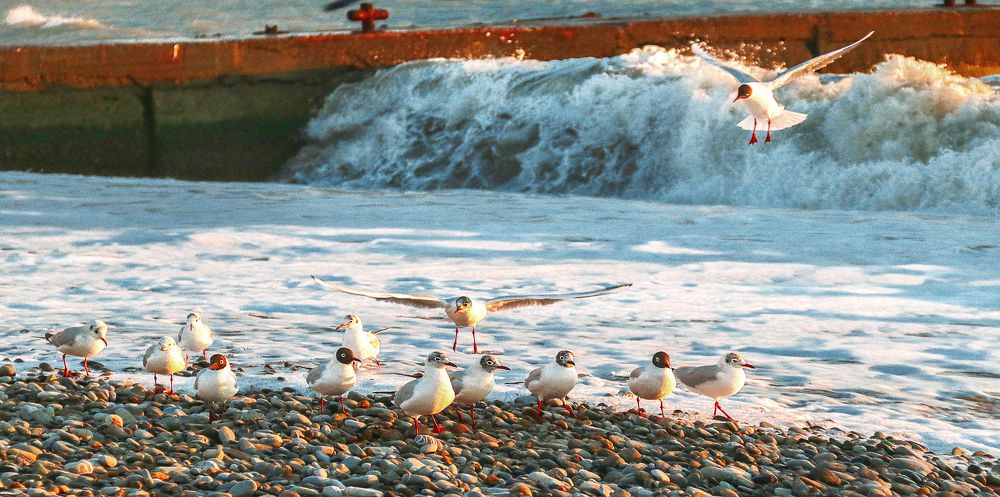 Легенда о розовой чайке