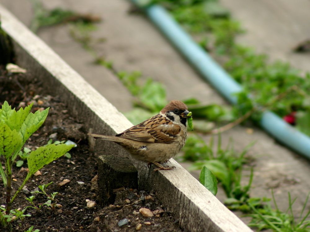 Фотография автора Nelya  Lysenko
