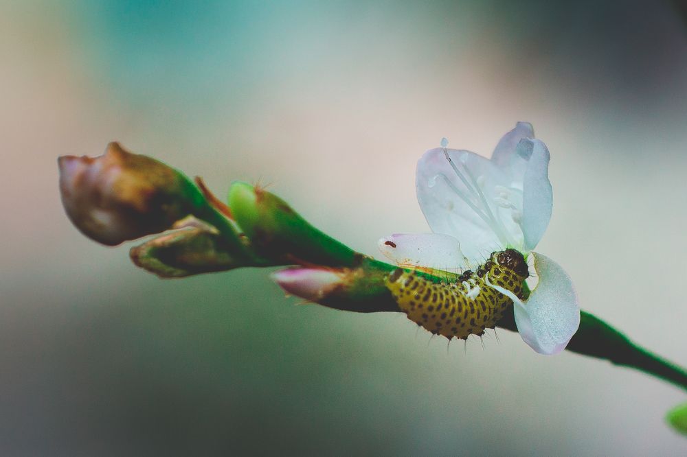 Photograph by Ninh Quốc Trịnh