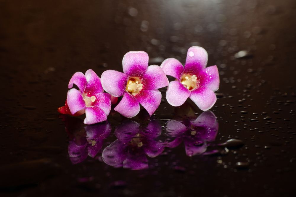 Photograph by Ninh Quốc Trịnh