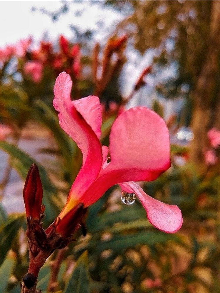 Photograph by Azzeddine Memmou