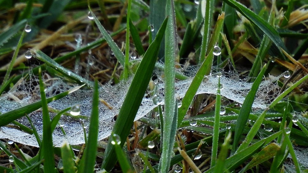 Web