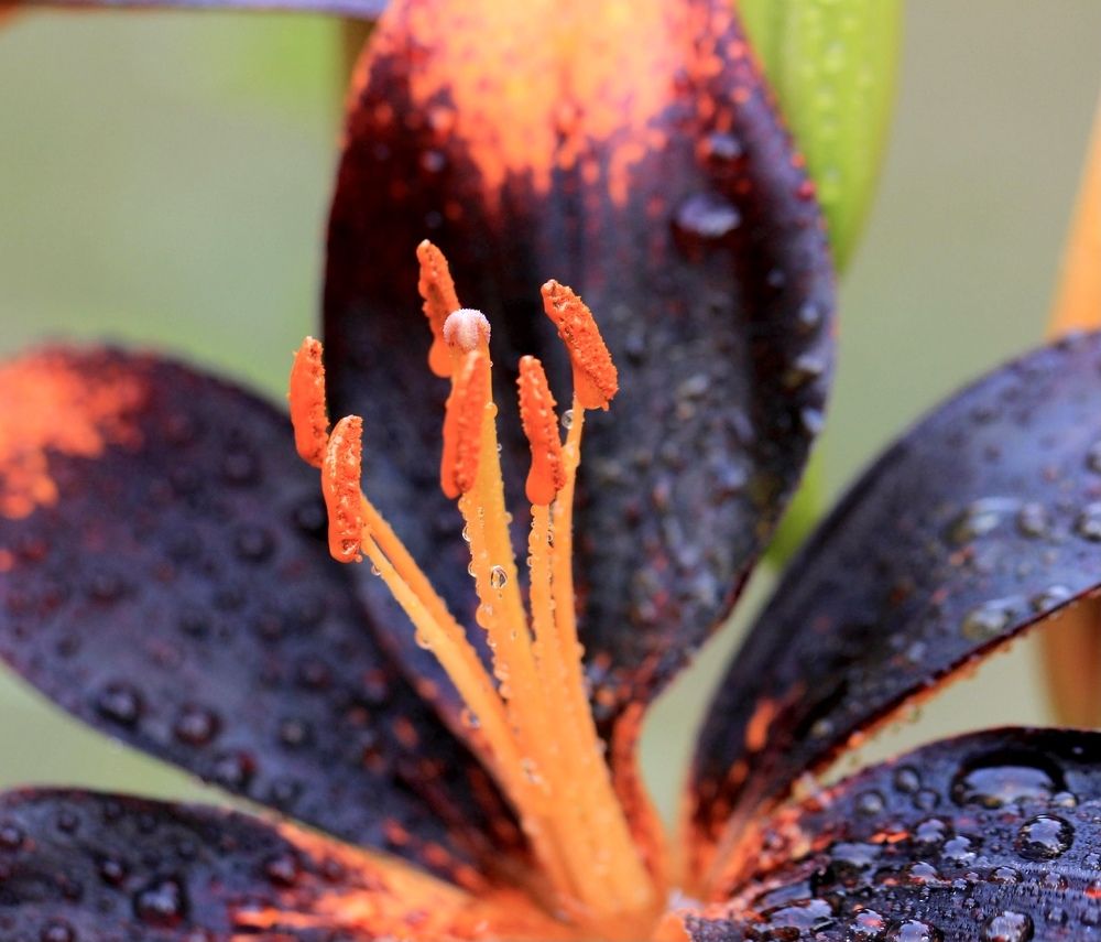 Фотография автора Ираида Гайфуллина