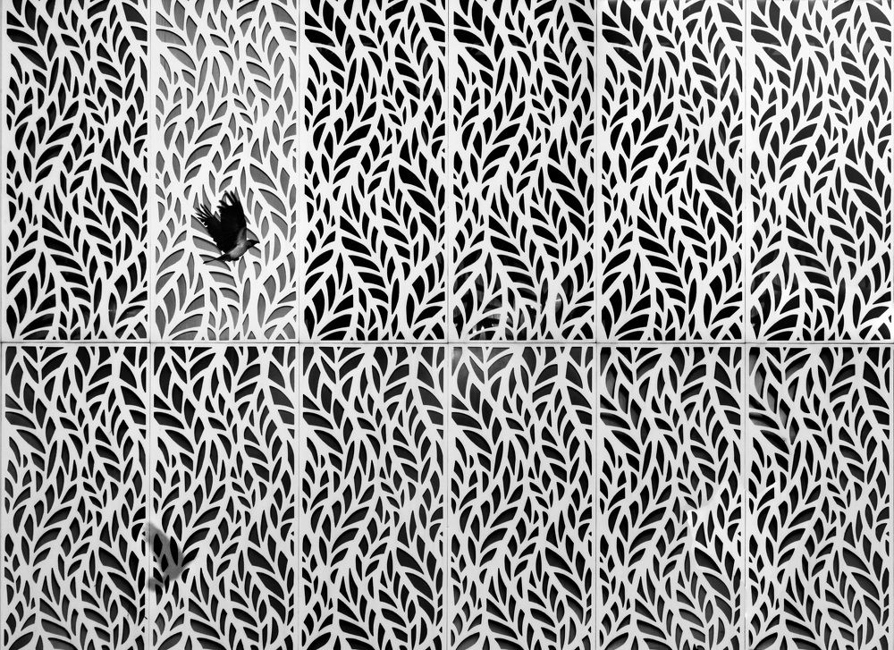 Фотография автора Mohammad Mohseni