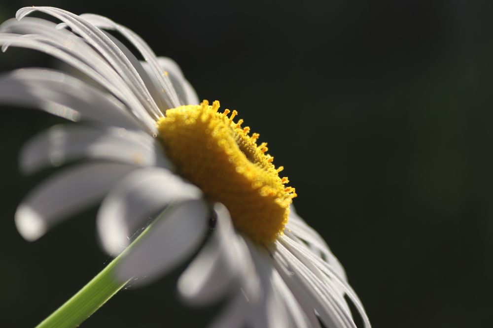 Photograph by Ирина Садовникова