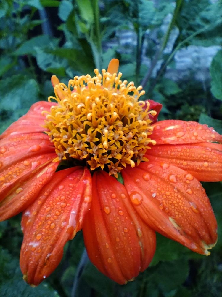 Allah Majesty Mekar Ungu