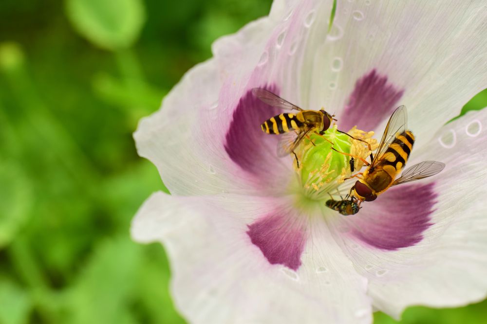 Цветущий мак