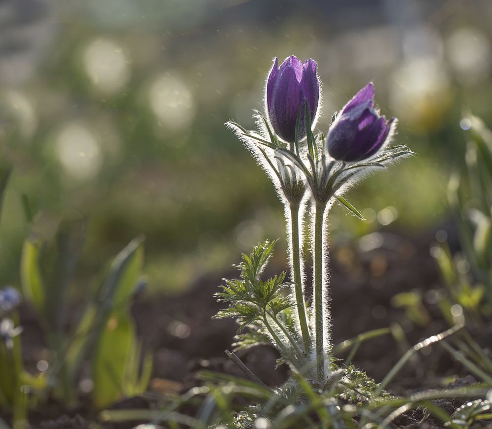 Photograph by Tatyana Fedenkova