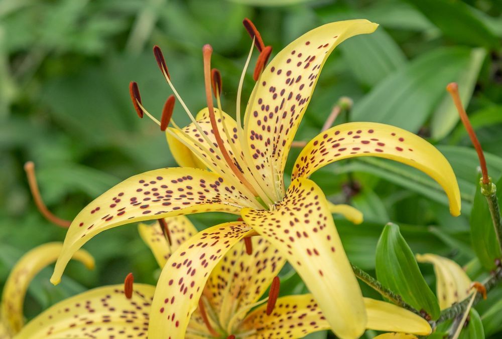 Photograph by Олег Волков