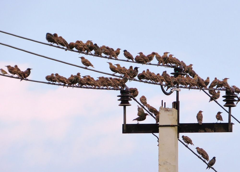 Скопление скворцов