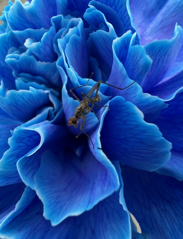 Photograph by Александра Акси