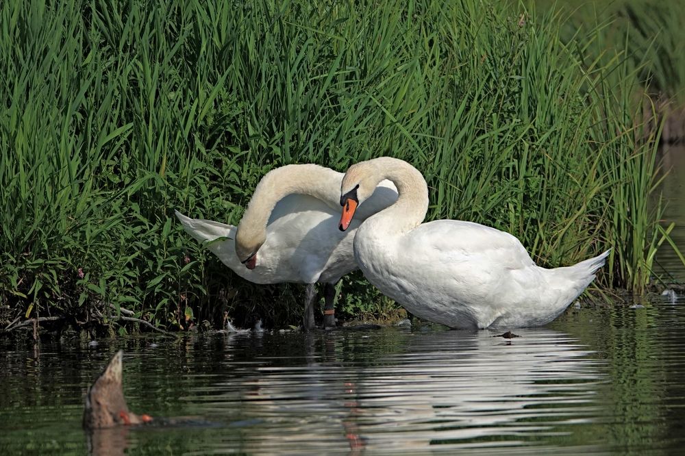 Photograph by Светлана Каруненко