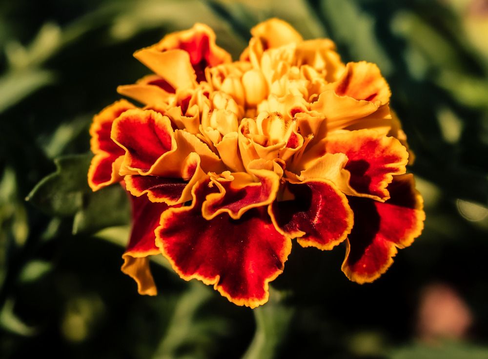 Фотография автора Алексей Огненный