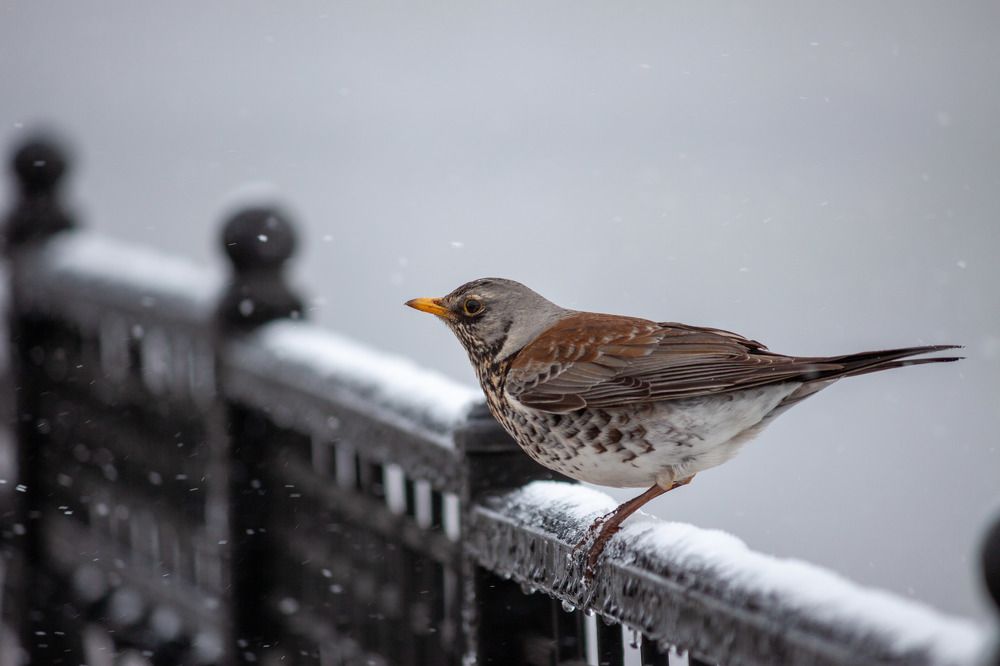 Photograph by Vyacheslav Shupletsov