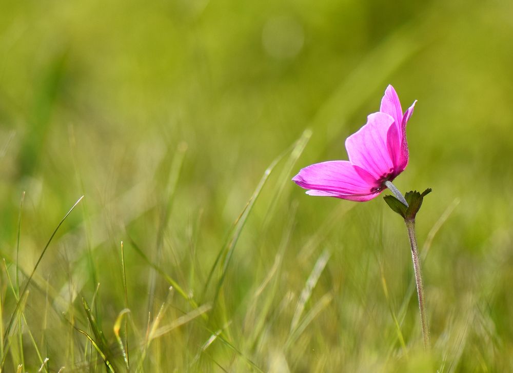 Фотография автора Ibrahim Alkan