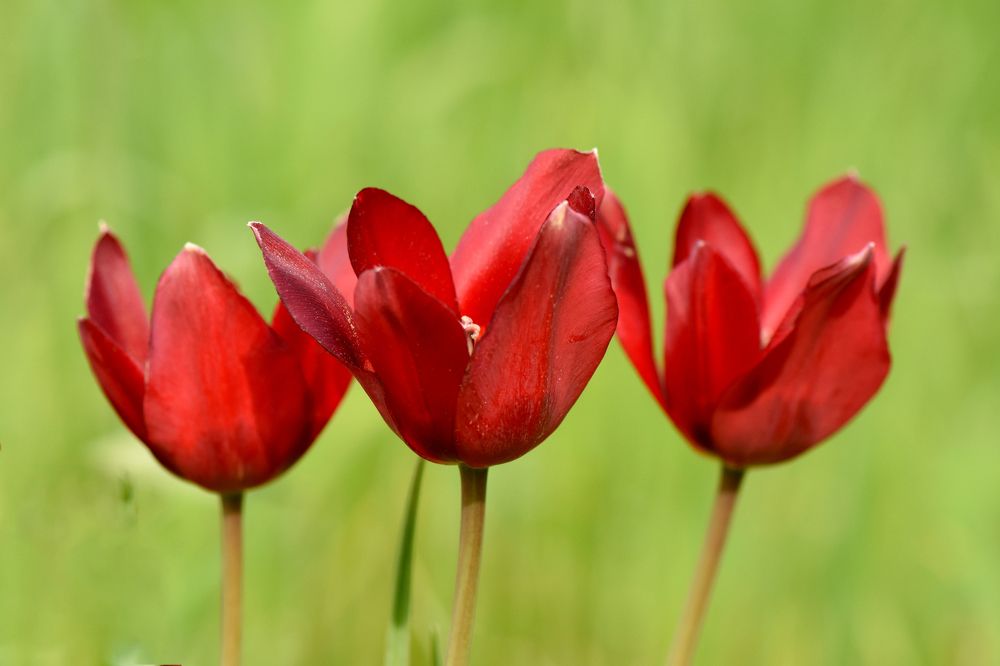 Фотография автора Ibrahim Alkan