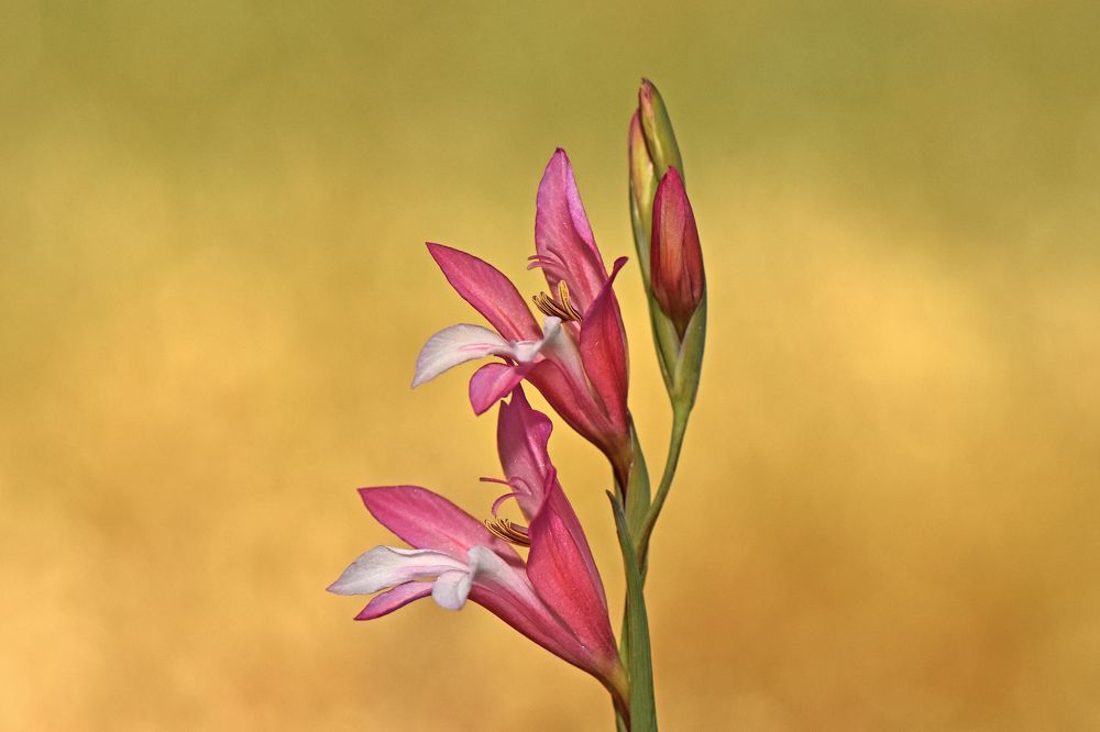 Фотография автора Ibrahim Alkan