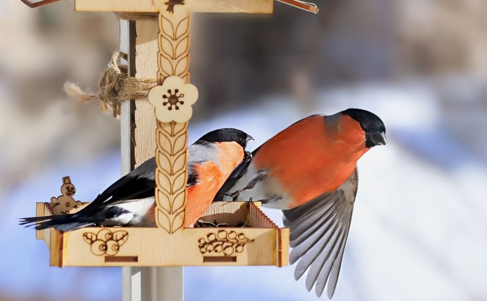 Photograph by Татьяна Бравая