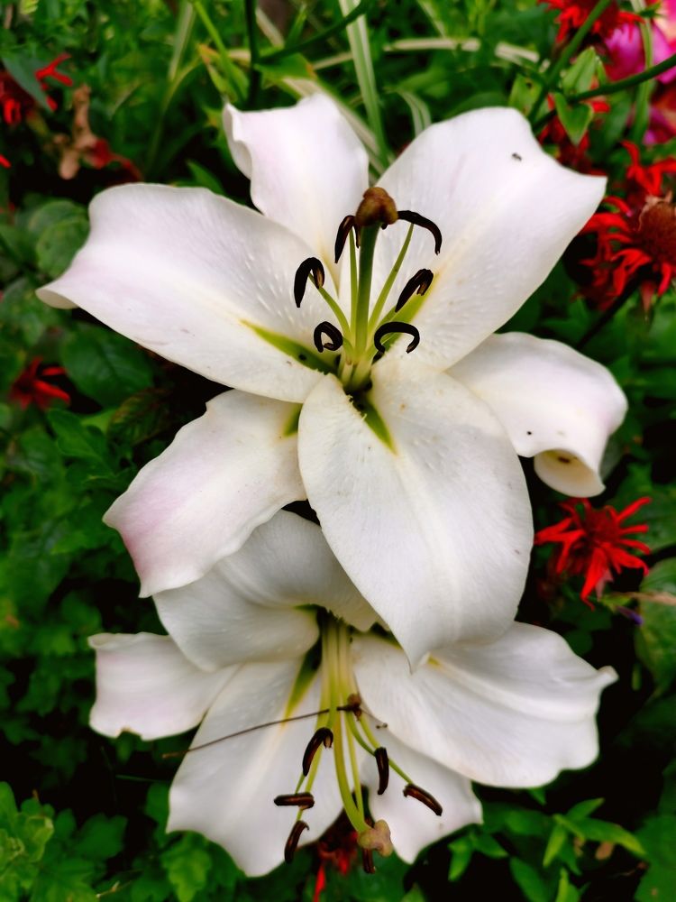 Photograph by Aleg Kazhushka